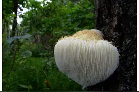 盘点那些“猴赛雷”的猴药图片