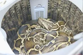 洗衣机有异动 女子打开吓一跳：52斤大蟒蛇盘坐其中视频封面