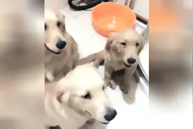 三只金毛排队上厕所，女主人半天不出来，狗狗急了直接开门进去了视频封面