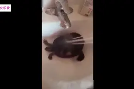 乌龟成精洗澡扭屁股，毫无违和感视频封面