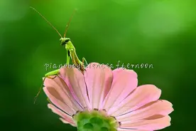 音乐欣赏：pianoboyslienceafternoon