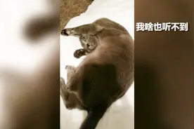 主人苦劝猫咪回窝睡觉，喵星人：不听不听王八念经