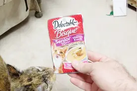 20岁老猫牙掉光了，有爱主人给它买老人猫粮，老猫吃的很开心！