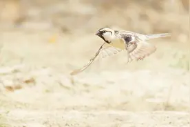 麻雀虽小，麻雀蛋却是鸟中之王，每天一个就够补了02视频封面