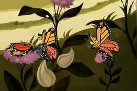 《动物兄弟》蝴蝶小精灵要死了，蝴蝶王子伤心哭崩了视频封面