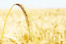 为什么在农村睡觉会觉得睡眠特别好呢？