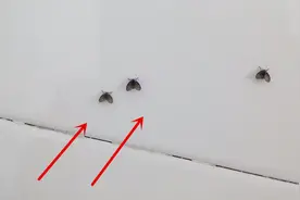 厕所小黑虫烦人难杀死？教你2招，彻底消灭它，再也不会有视频封面