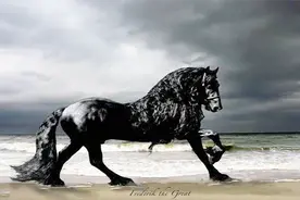 世界上最帅的动物！拥有上百万女性粉丝，竟还有专人为其洗澡