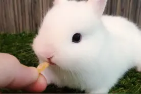 兔子咬人吗 兔子性情很温和图片