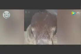 妹子养了一只穿山甲当宠物，虽然有点丑 但还是很萌！