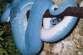 世界上最罕见的6种蛇类，最贵的价值四十万美元图片