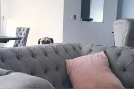 一只喜欢视奸主人的狗狗，随时随地出现，无声无息图片