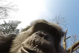 黑猩猩击落无人机？其实它们早就成精了图片