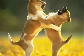 狗狗外出被咬伤、刺伤应如何是好？图片