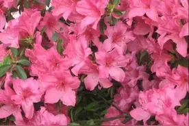 过了这春儿就没这地儿！长春赏花路引篇图片