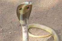 毒蛇王者，过山峰！图片