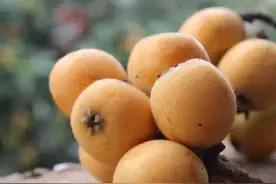 吐血整理！五一小短假摘枇杷游园赏花地图，拿走，要谢！图片