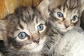 狗狗独自去散步，竟捡回一袋小猫，主人打开袋子后，完全被吓坏了图片