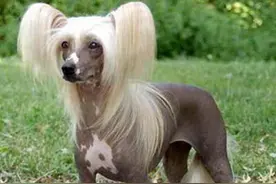 8种长相超奇特的狗狗，你都认识吗？尤其是最后1种，真的是狗吗图片