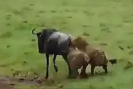 鬣狗将角马开膛破肚，致内脏全露，咬出胎儿，还将角马活活吃掉！图片