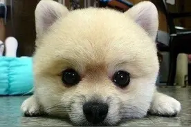 狗狗身上要是有肿块怎么办呢？你知道是什么原因吗？图片