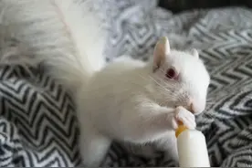 竟然把那么漂亮的雪白松鼠给扔了，多少人想要都养不到好吗图片