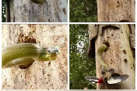 啄木鸟为保家园竟与巨蟒搏斗，看到最后无人不感到称赞图片