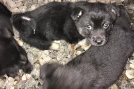 三只小奶狗苦等妈妈，看到我来后，它们做出的举动，让我暖化了！图片