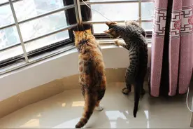 一只飞虫，让家中两只猫都折腰！图片