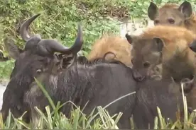 鬣狗群残忍活吃角马，角马惨烈的嘶吼声回荡在草原，让人心疼！图片