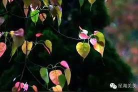 绝美菩提树，一尘无垢使人向心觅善图片