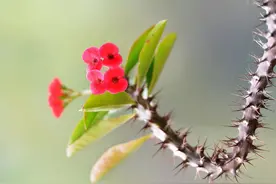 铁海棠（虎刺梅）真的能致癌吗？那谁还敢养！图片