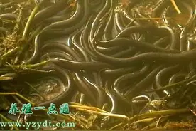 黄鳝养殖效益分析图片