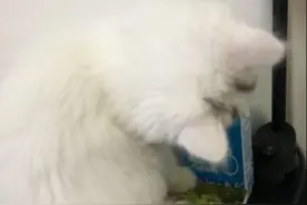 喵生偷奶喝，姿势像人太可爱，铲屎官只有放任无奈图片