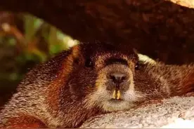 你确定是逃命而不是要命吗 这样的应急逃生也真是醉了图片