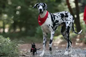 史上最大的15种动物，难以置信它们真实存在！尤其是那只猪！图片