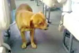 狗狗冲到车上到处闻，乘客以为它饿了，但司机的解释，让人泪奔！图片