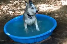 哈士奇最棒的礼物就是大号脚盆，装满水后能把它乐疯了图片