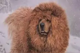 趣说狗历史|藏獒到底是天使还是恶魔图片