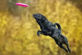 游戏中的狗狗摄影、国外宠物摄影欣赏图片