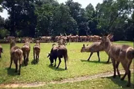 独家深度自由行攻略—广州·长隆/国内最适合孩子的动物乐园图片