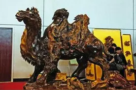 崖柏值钱的瘤子（一）图片