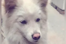 一阵哀嚎声传来，竟是一只走丢的萨摩耶，病怏怏的模样让人心痛！图片