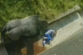 4岁男童掉进大猩猩园区猩猩被枪杀对比三十年前男童掉进猩猩园区图片