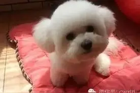 求救！家里的比熊大晚上不睡觉，真想丢掉它图片