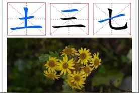 “三七”与“土三七”的相同和不同图片