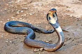 毒蛇入侵，守护家园的竟是一只流浪猫，恶战的过程让人胆战心惊！图片