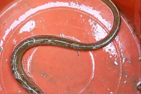 我也是第一次钓黄鳝图片