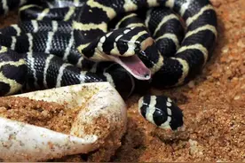 恐怖的眼镜王蛇，一出生就摆出了这种姿势，这风范让人毛骨悚然！图片