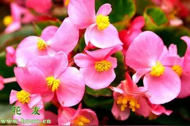 四季海棠养殖方法图片